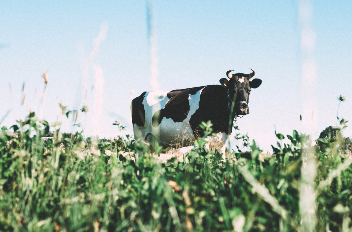protéines de lait