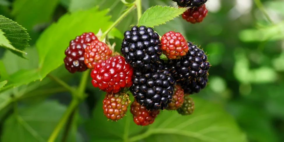 la mûre fruit bienfaits