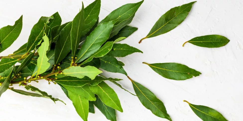 par quoi peut on remplacer les anti inflammatoires