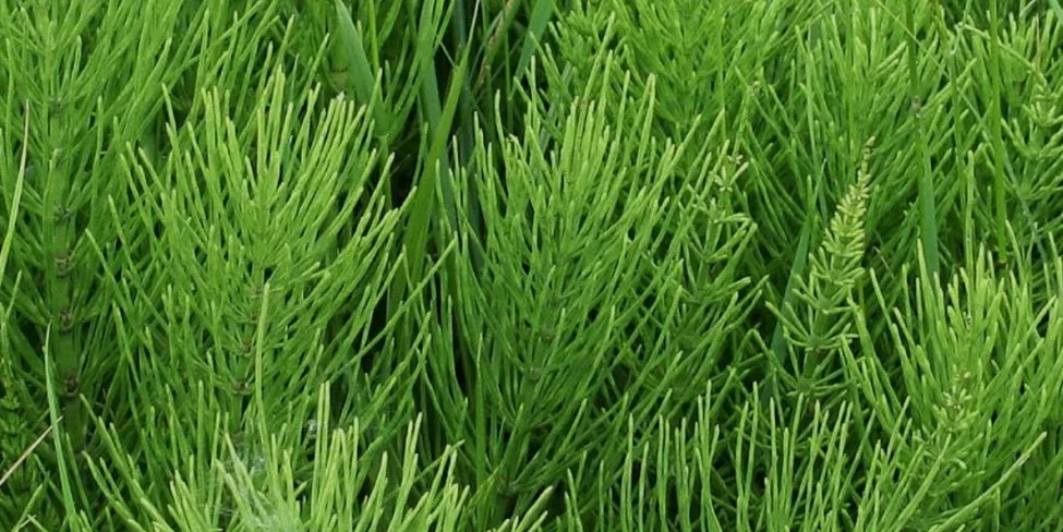 comment réduire une inflammation naturellement
