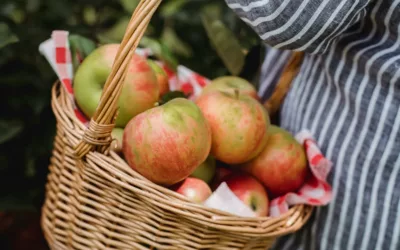 Alimentation durable et éco-responsable