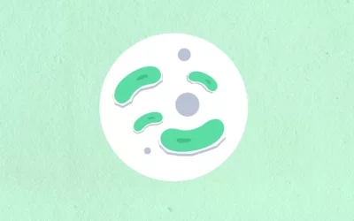 Microbiote et insulinorésistance