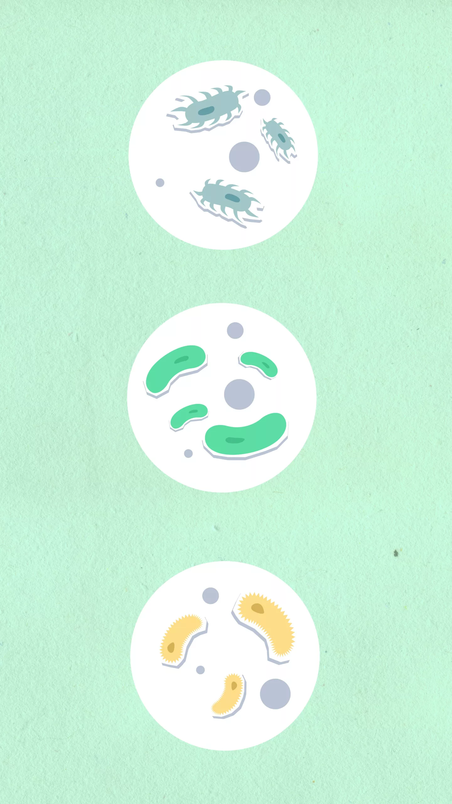 Microbiote et insulinorésistance