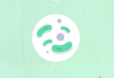 microbiote et système immunitaire