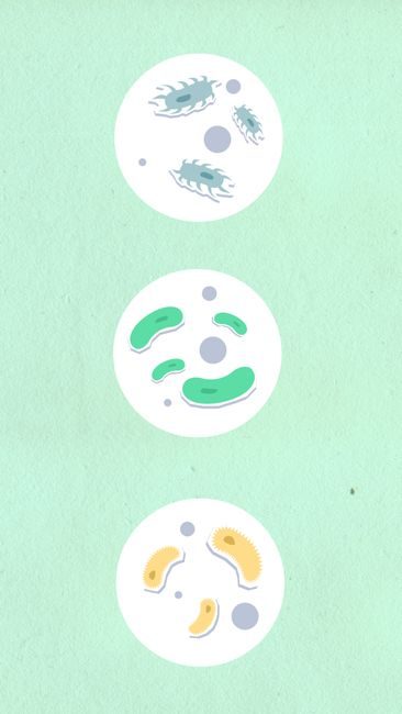 Microbiote et système immunitaire : l'alliance fondamentale – consultation nutritionniste